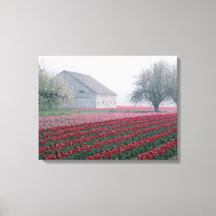 Rote und rosa Tulpen heißen den Tag auf einem Mis Leinwanddruck