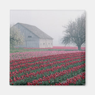 Rote und rosa Tulpen heißen den Tag auf einem Mis Magnet