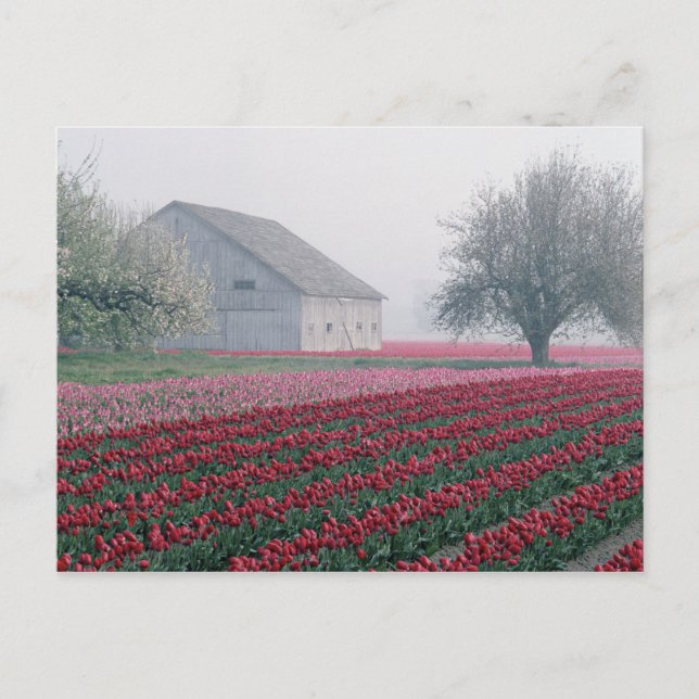 Rote und rosafarbene Tulpen laden zum Verweilen ei Postkarte (Vorderseite)