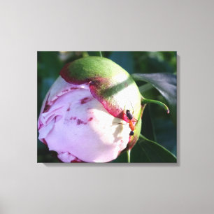 Rote und schwarze Ameise auf Big Pink Blume Bud Leinwanddruck