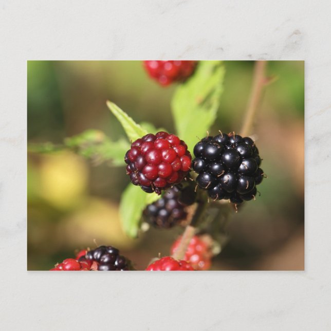 Rote und schwarze BlackBerry-Früchte. Postkarte (Vorderseite)