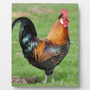 Rote und schwarze Hahn Fotoplatte
