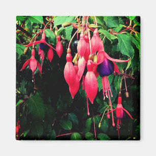 Rote und violette Blumen Magnet