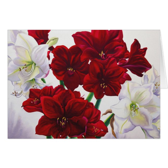 Rote und weiße Amaryllis 2008 (Vorderseite (Horizontal))