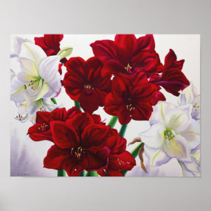 Rote und weiße Amaryllis 2008 Poster