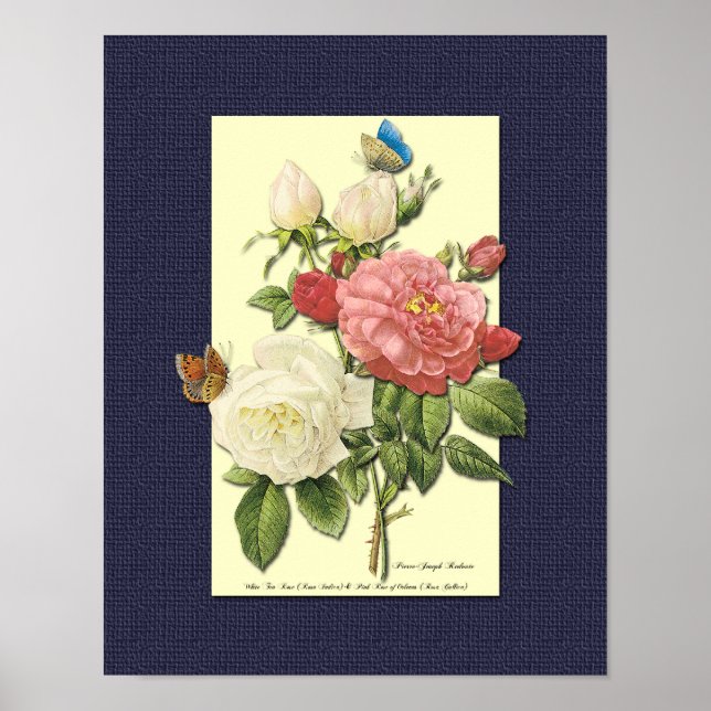 Rote und weiße botanische Rose auf blauem Poster (Vorne)