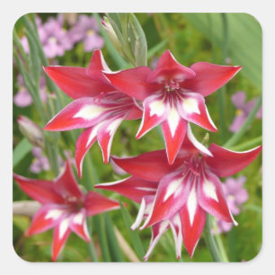 Rote und weiße Gladiolen Sommerblumen Quadratischer Aufkleber
