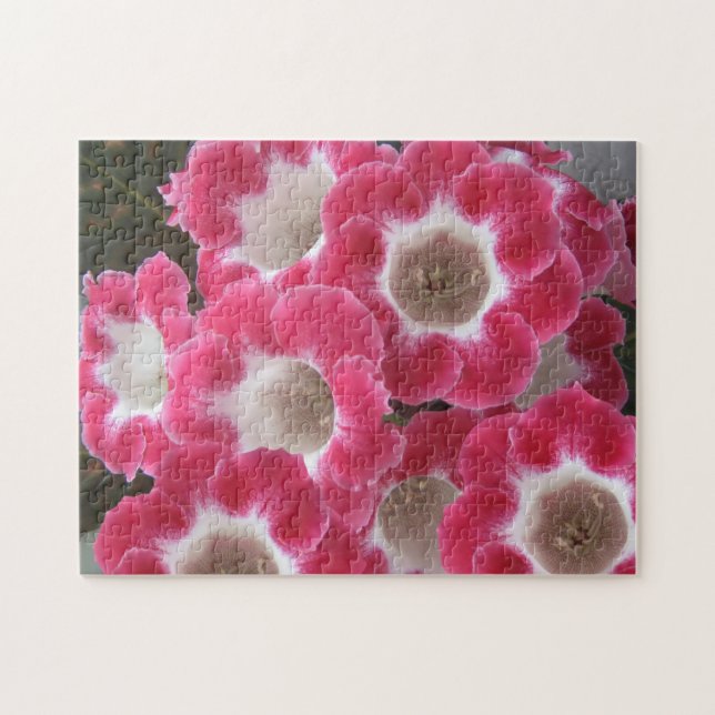 Rote und weiße Gloxinia-Blume. Puzzle (Horizontal)
