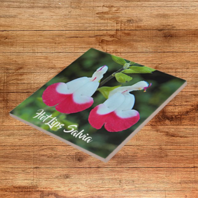 Rote und weiße Hot Lives Salvia Fliese (In Situ)