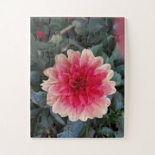 Rote und Weiße Panaschierte Dahlie Puzzle