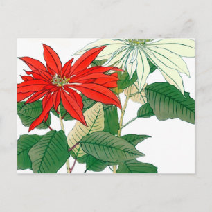Rote und weiße Poinsettia Postkarte
