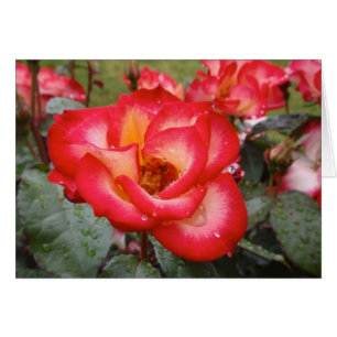 Rote und weiße Rose