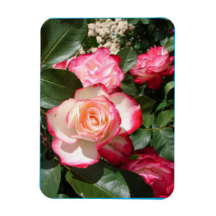 Rote und weiße Rose Blume Blumenkarte Rose Magnet