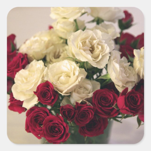 Rote und weiße Rose Quadratischer Aufkleber (Vorderseite)