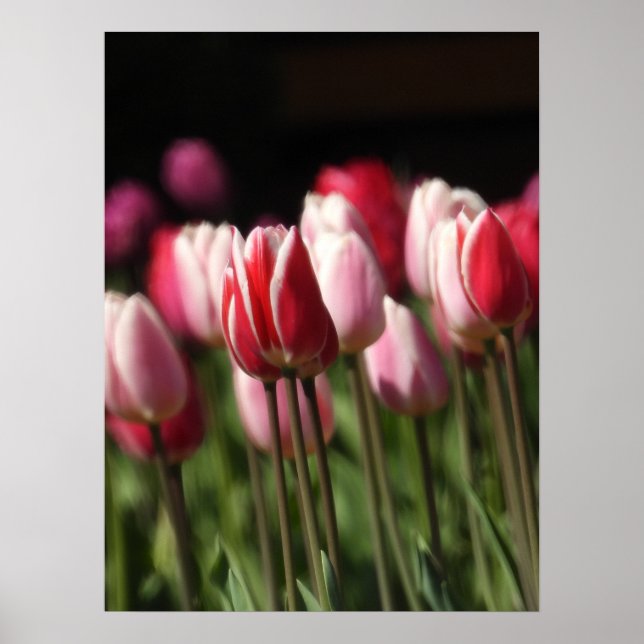 Rote und weiße sowie rosa Tulpen Poster (Vorne)