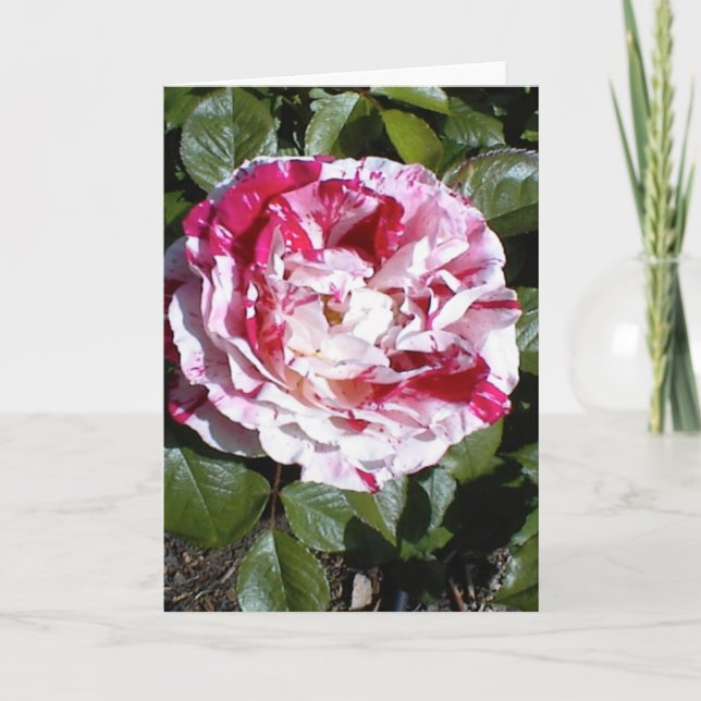 Rote und weiße Streifen-Rose Karte (Vorderseite)