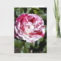 Rote und weiße Streifen-Rose