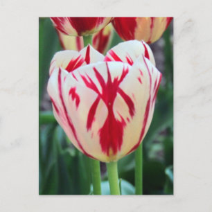 Rote und weiße Tulip Postkarte