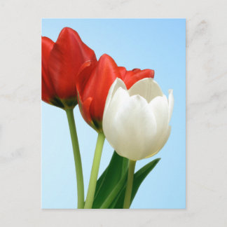 Rote und weiße Tulissen Postkarte