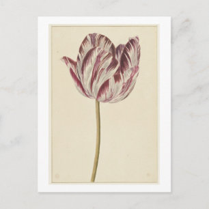Rote und weiße Tulpe (1700 - 1800) von anonym Postkarte