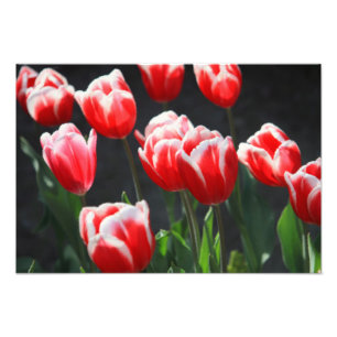 Rote und weiße Tulpen Fotodruck