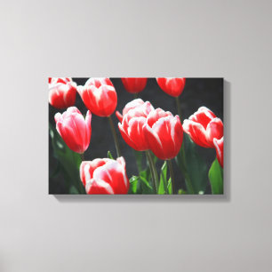 Rote und weiße Tulpen Leinwanddruck