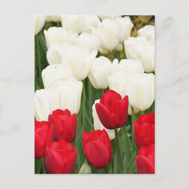 Rote und weiße Tulpen Postkarte (Vorderseite)