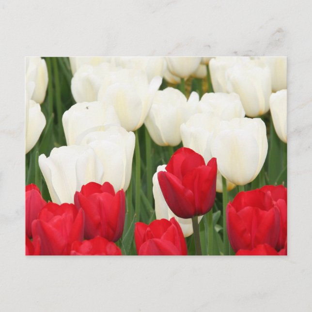 Rote und weiße Tulpen Postkarte (Vorderseite)