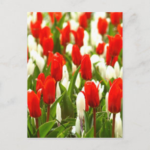 Rote und weiße Tulpen Postkarte