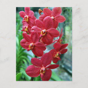 Rote Vanda-Orchideen Postkarte