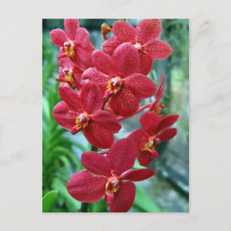Rote Vanda-Orchideen Postkarte