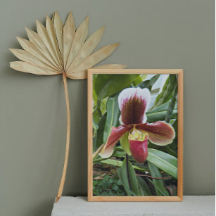 Rote Venus Slipper Orchid Floral Fotodruck