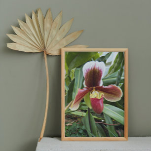 Rote Venus Slipper Orchid Floral Fotodruck