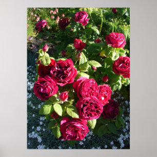 Rote Vintage Rose Rose Naturgarten Poster