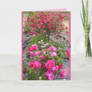 Rote Vintage-Rosen Rosengarten Blumen Karte