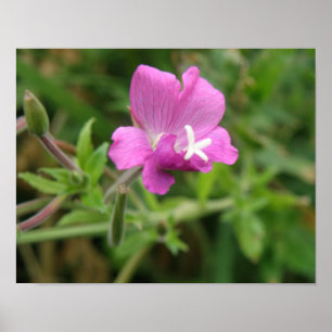 Rote Waldnelke Wildblumen Druck Poster