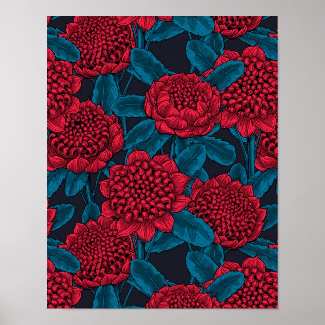 Rote Waratah-Blume Poster (Vorne)