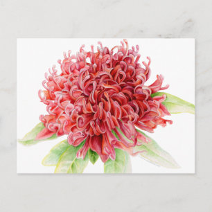 Rote Waratah Botanische Aquarellkunst Postkarte