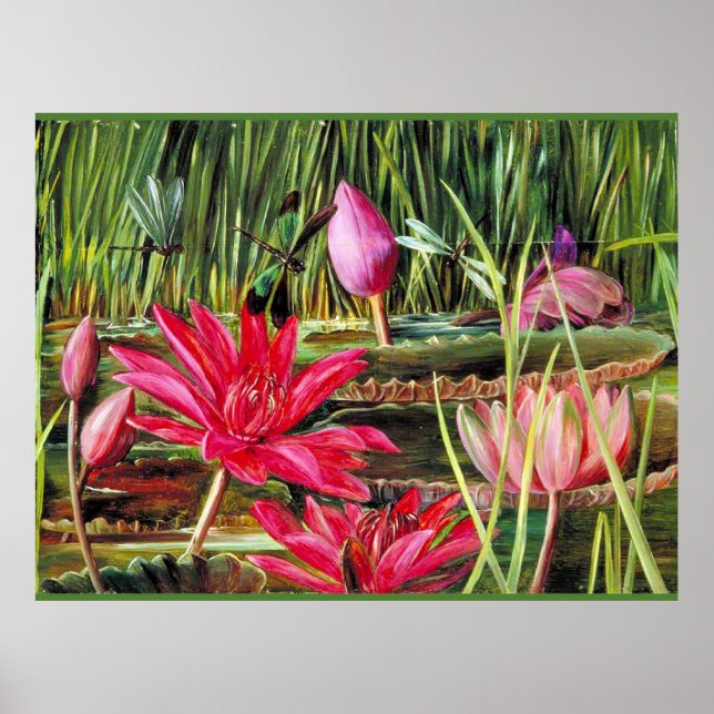Rote Wasserlilie aus Südindien Poster (Vorne)