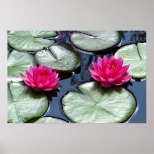 Rote Wasserlilien - Canvas-Prints Poster