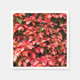Rote WeihnachtsBlume "Poinsettia " Serviette