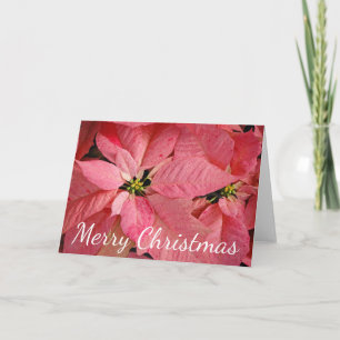 Rote Weihnachtspoinsettia-Blumen Feiertagskarte