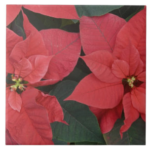 Rote Weihnachtsstern-Detail (Euphorbia pulcherrima Fliese