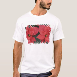 Rote Weihnachtsstern-Detail (Euphorbia pulcherrima T-Shirt