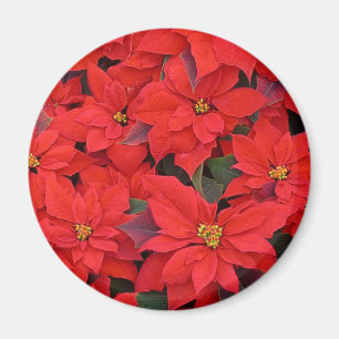 Rote Weihnachtssterne I Florales Weihnachtsfoto Magnet