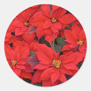 Rote Weihnachtssterne I Florales Weihnachtsfoto Runder Aufkleber