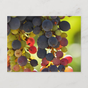 Rote Weintrauben, die zur Weinherstellung verwende Postkarte