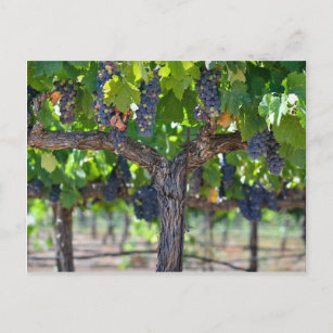 Rote Weintrauben, die zur Weinherstellung verwende Postkarte