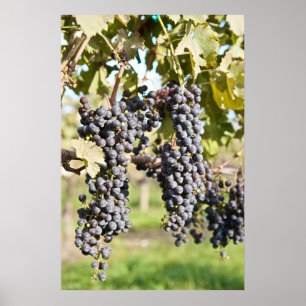 Rote Weintrauben Poster