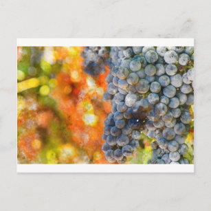 Rote Weintrauben Postkarte